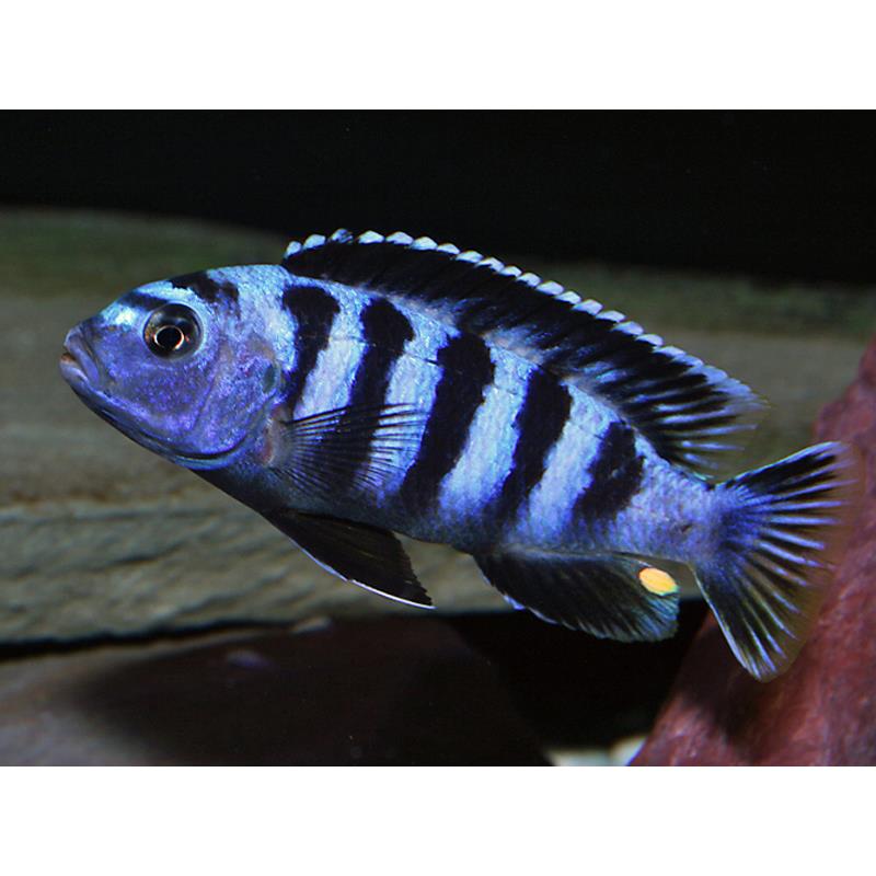 Pseudotropheus saulosi - imagine 5